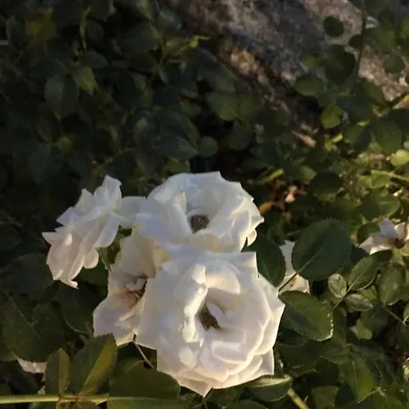 Casa 32 Daire Torbole Sul Garda